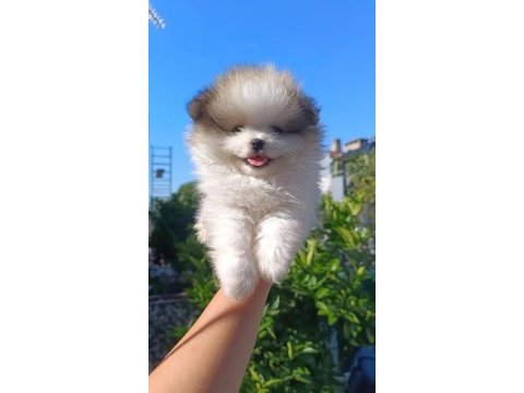 Pomeranian boo yavruları