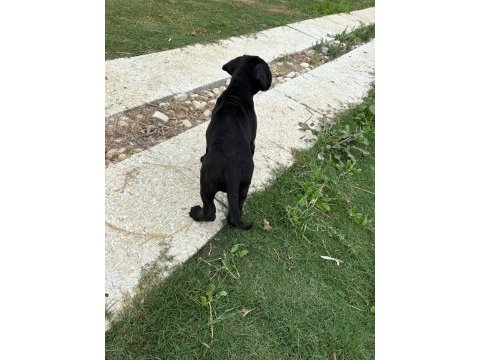 Cane corso safkan yavru