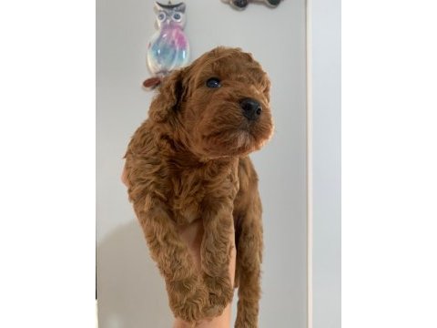 Süper kalite toy poodle yavrular sahiplerini bekliyor