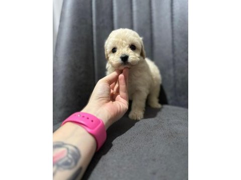 Her renk maltipoo yavrumuzu canlı görebilirsiniz