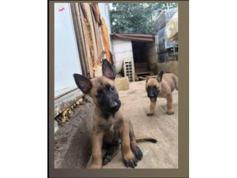Belçika kurdu malinois yavru