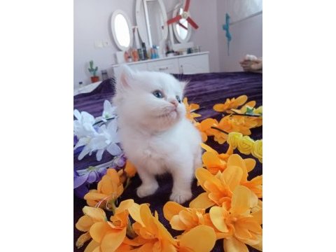 Chinchilla çinçila sarı ve beyaz yavrular safkan