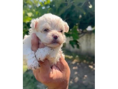 Maltese yavru minyatür boy