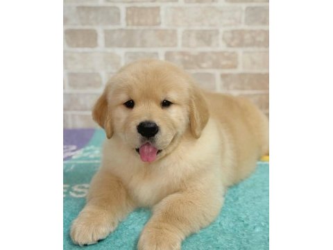 Evinizin neşesi golden bebişler her yere kapıda öde