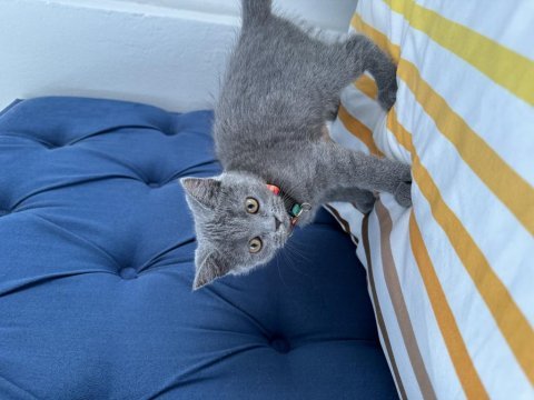 Fırtına gibi oyun kedisi