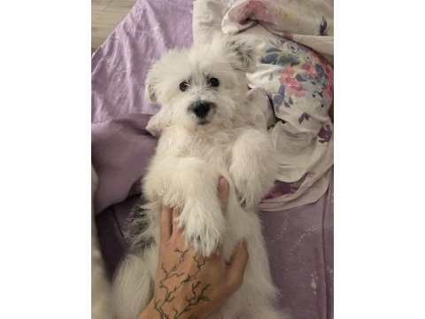 Enerjik çok tatlı terrier maltese