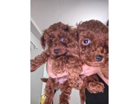 2 aylık erkek dişi poodle yavrular