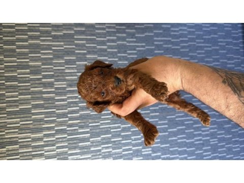 Ruhsatlı köpek çiftliğinden toy poodle yavrular