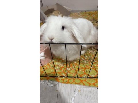 6 aylık hollanda lop tavşanı