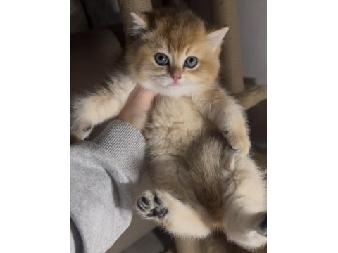 British shorthair golden kardeşler erkek