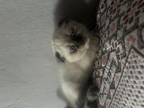 British blue point