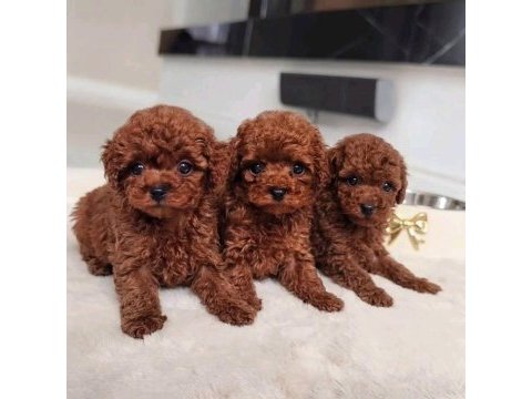 Kore teacup boy toy poodle yavrular türkiyenin iyileri