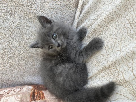 British shorthair yavrum
