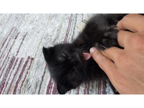 Nadir bulunan brumo black scottish fold