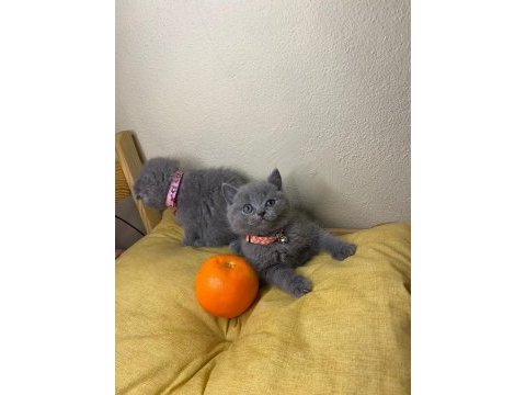 Minik british longhair yavrular ailelerini bekliyor