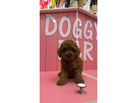 Kıvır kıvır poodle yavrularım ömürlük ailesini arıyor