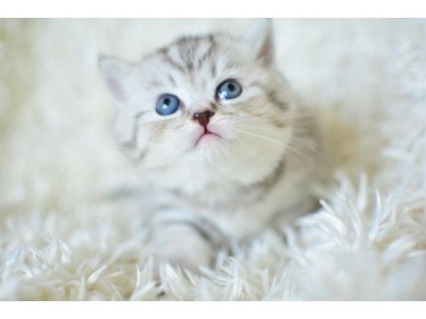 Plus kalitede silver ns24 british shorthair