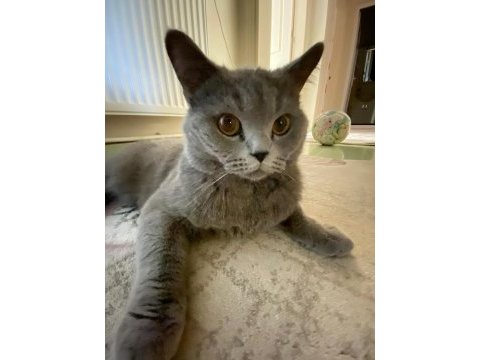 British shorthair kedim yeni yuva arıyoruz