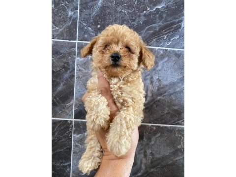 Orjinal maltipoo yavrular