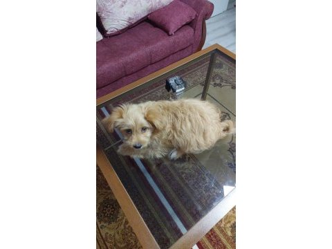 Maltipoo dişi yavru köpeğimiz