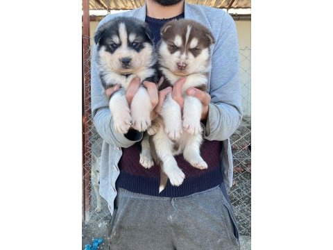 Sağlıklı husky yavrular