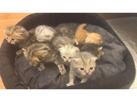 British kedilerimiz satılık her renk var yavru