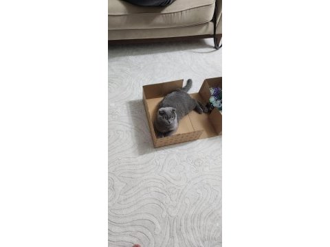 Dişi kısır scottish fold kızımız ücretsiz