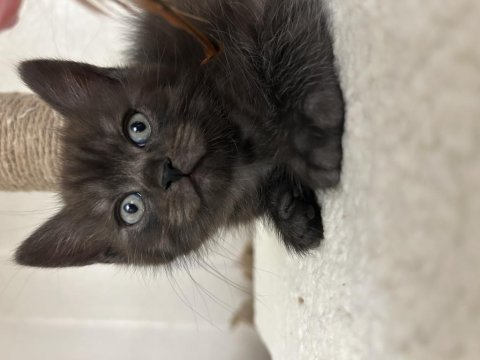 Maviş çok uysal yavru british shorthair