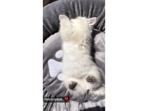 Scottish fold british blue point siyam