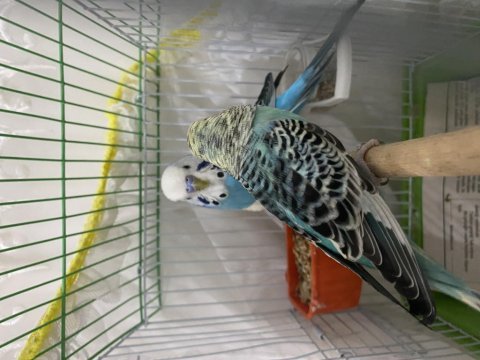 Çift muhabbet kuşumuz