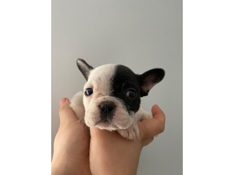 A kalite maskeli french bulldog yavrularımız