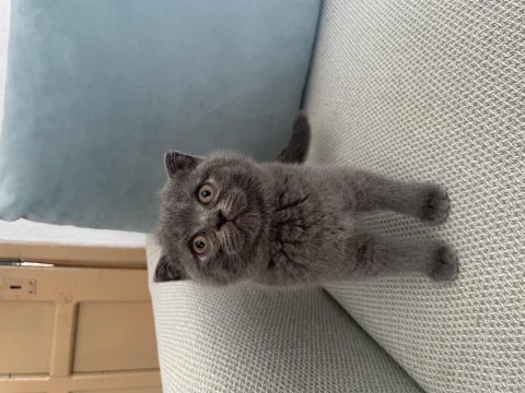 Scottish fold ve british shorthair yavruları