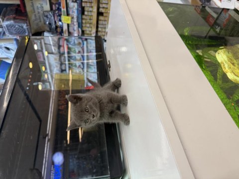 British shorthair yavrusu