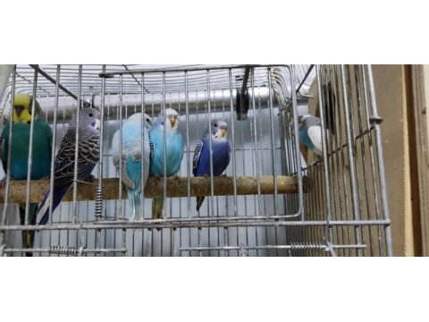 Üretimhaneden muhabbet kuşu yavruları