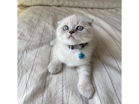 Dişi ve erkek scottish fold yavrular