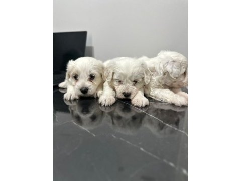 Maltese terrier yavrum