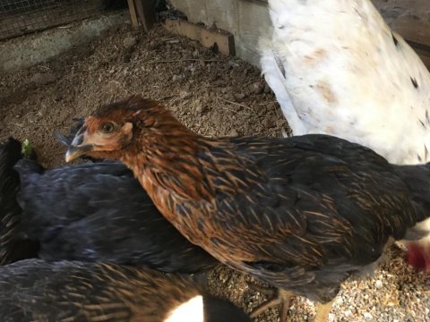 Organik köy tavukları civcivler horozlar