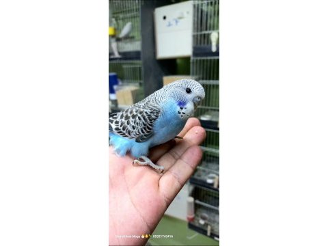 Mavinin en güzel tonlari da hazır kuşlarımıza