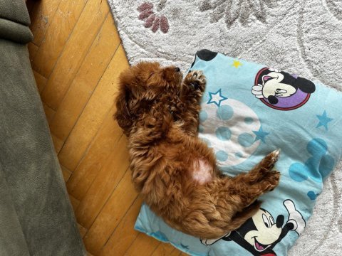 Acil satılık 2.5 aylık maltipoo erkek köpeğimiz