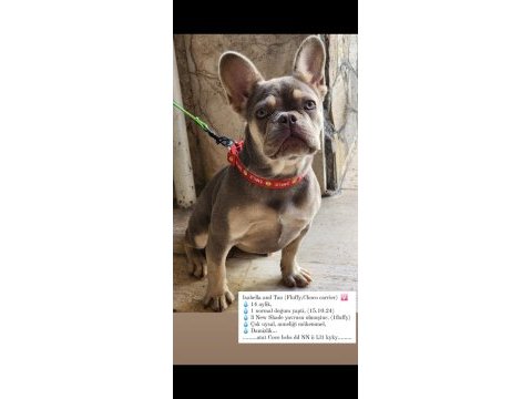 İsabella tan french bulldog