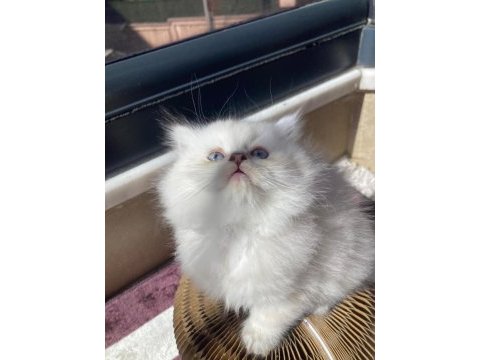 British longhair kedisi