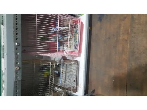 Yavru alınmış didi japones muhabbet kuşu