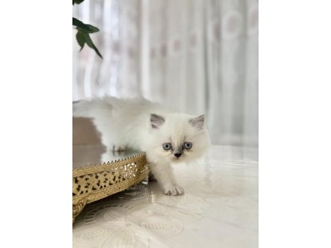 Bluepoint british longhair