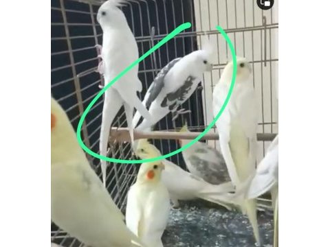 Lutino ve albino sultan papağanlar