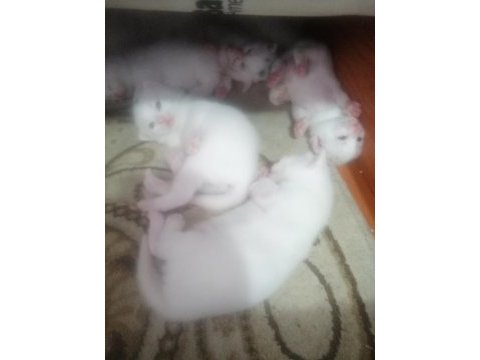 Saf cins beyaz renk scottish fold