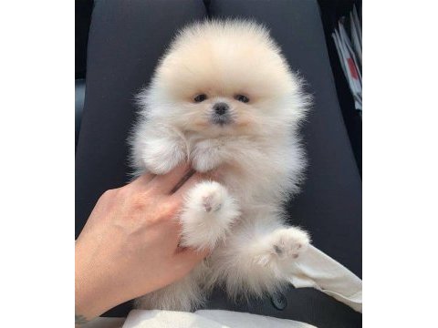 Ayı surat pomeranian yavrular korekan