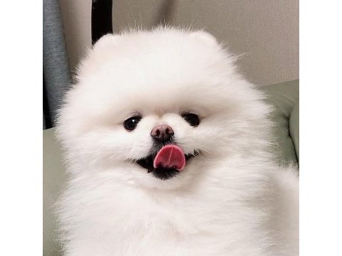 Pomeranian boo yavruları