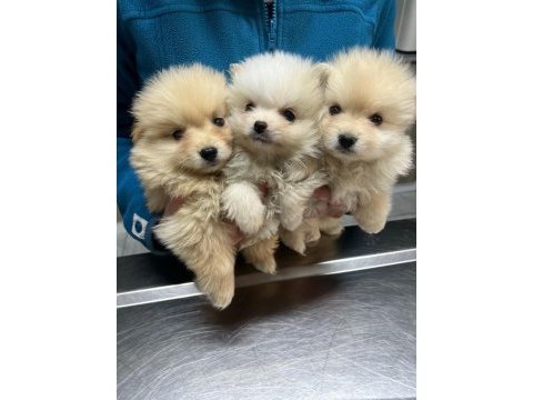 Kar beyazı pomeranian yavrularımız