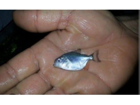 Nattari pirhana yavruları