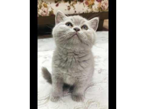 Denizli british shorthair lilac